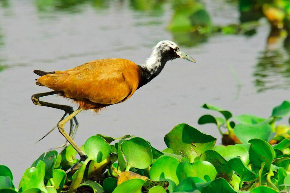 马岛雉鸻 / Madagascan Jacana / Actophilornis albinucha