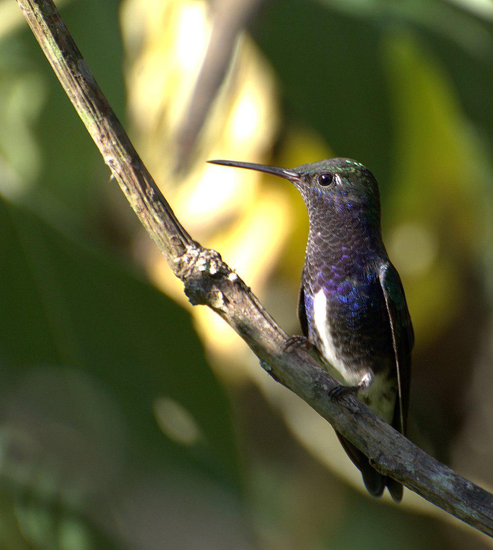 蓝喉蜂鸟 / Sapphire-spangled Emerald / Chionomesa lactea