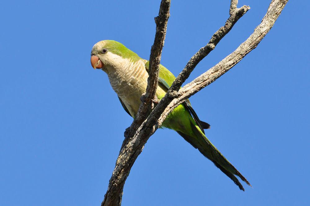 和尚鹦哥 / Monk Parakeet / Myiopsitta monachus