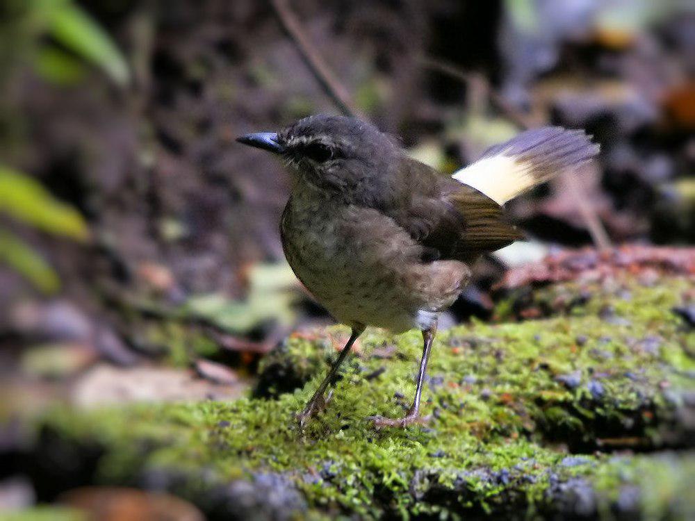 黄腰王森莺 / Buff-rumped Warbler / Myiothlypis fulvicauda