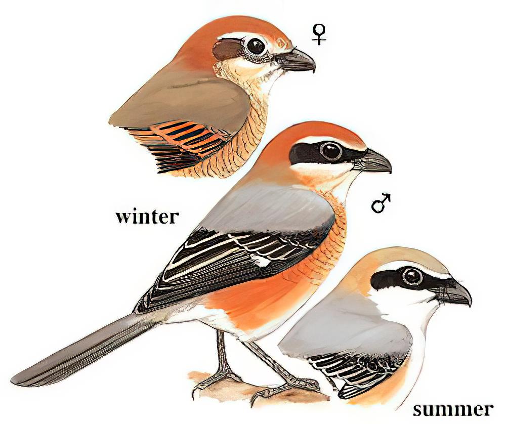 牛头伯劳 / Bull-headed Shrike / Lanius bucephalus