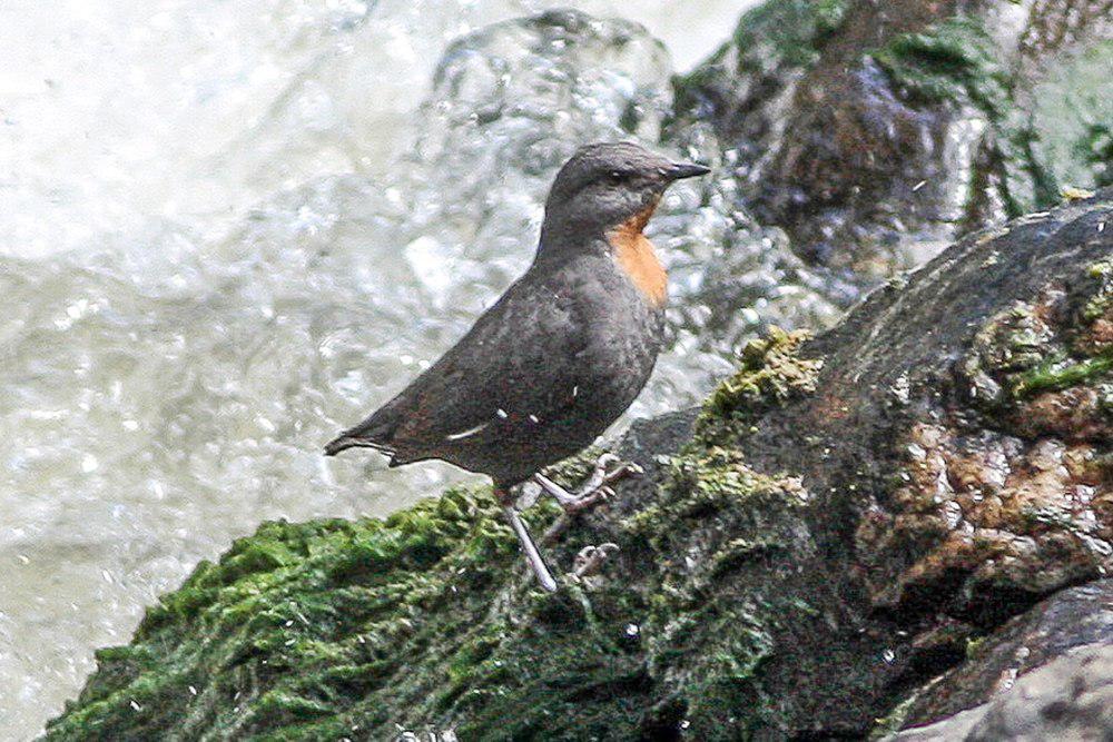 棕喉河乌 / Rufous-throated Dipper / Cinclus schulzii