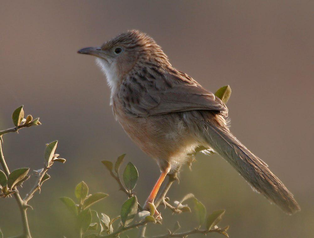 普通鸫鹛 / Common Babbler / Argya caudata