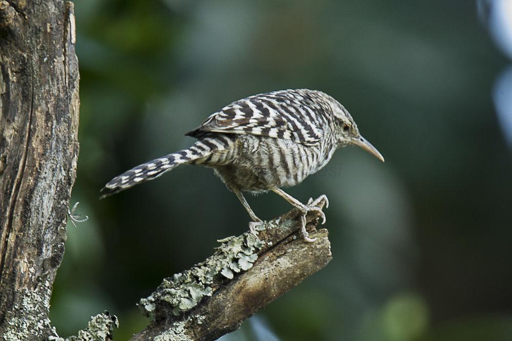 横斑曲嘴鹪鹩 / Fasciated Wren / Campylorhynchus fasciatus