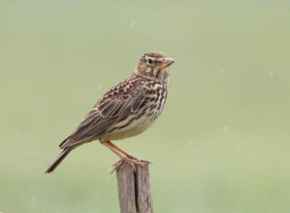 长嘴凤头百灵 / Large-billed Lark / Galerida magnirostris