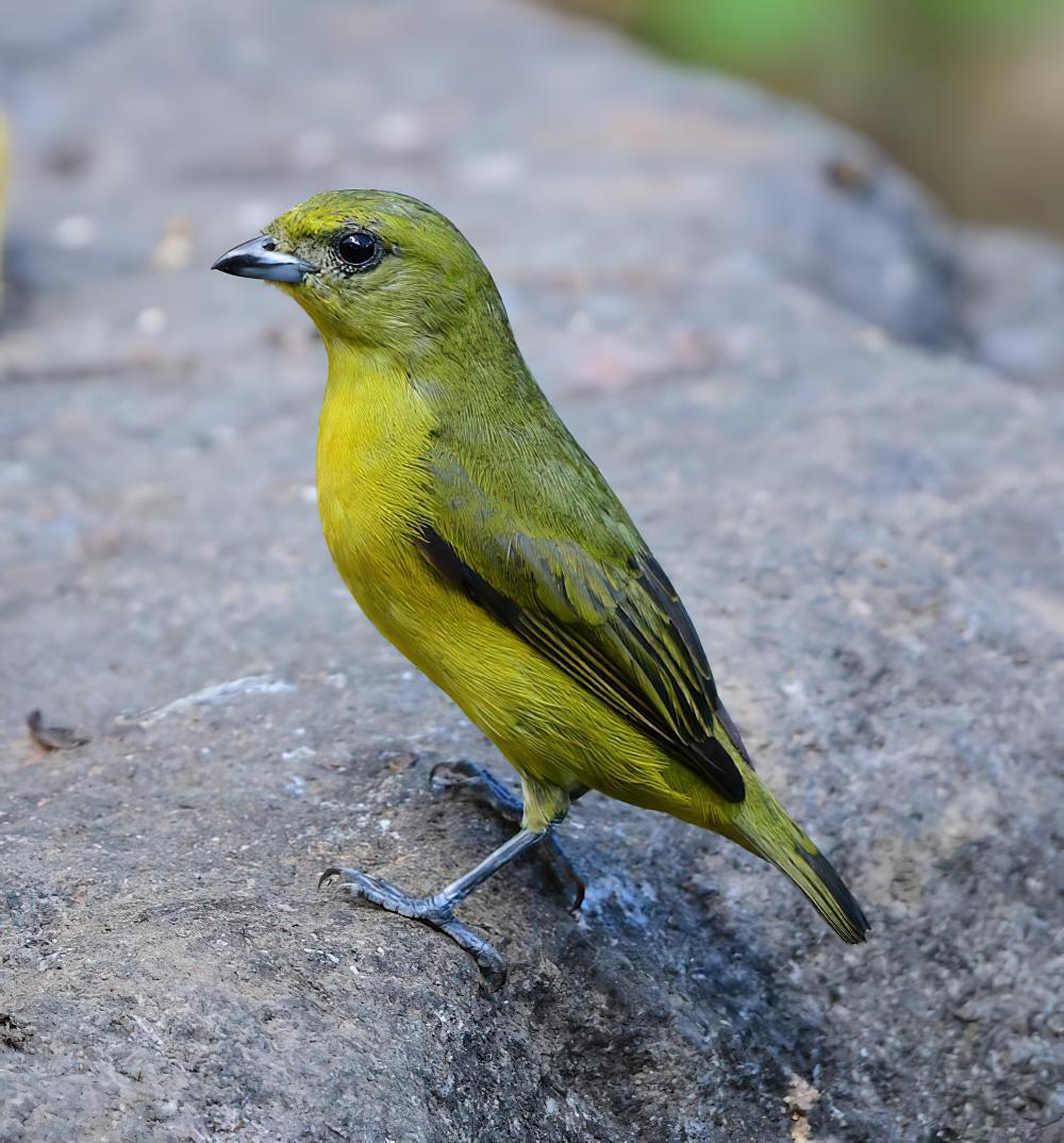 黄冠歌雀 / Yellow-crowned Euphonia / Euphonia luteicapilla