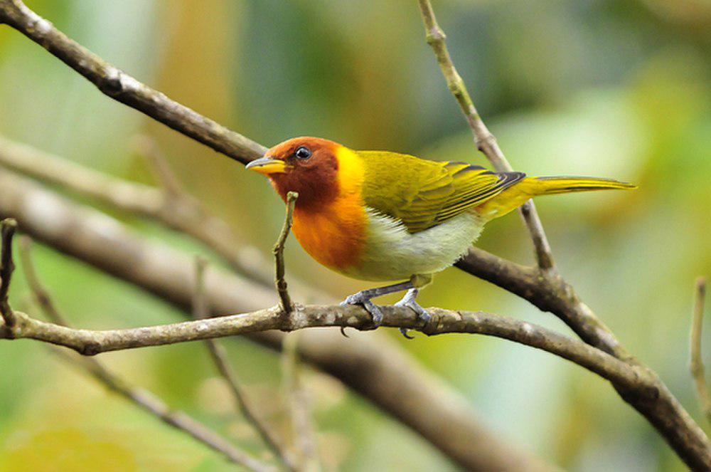 红头裸鼻雀 / Rufous-headed Tanager / Hemithraupis ruficapilla