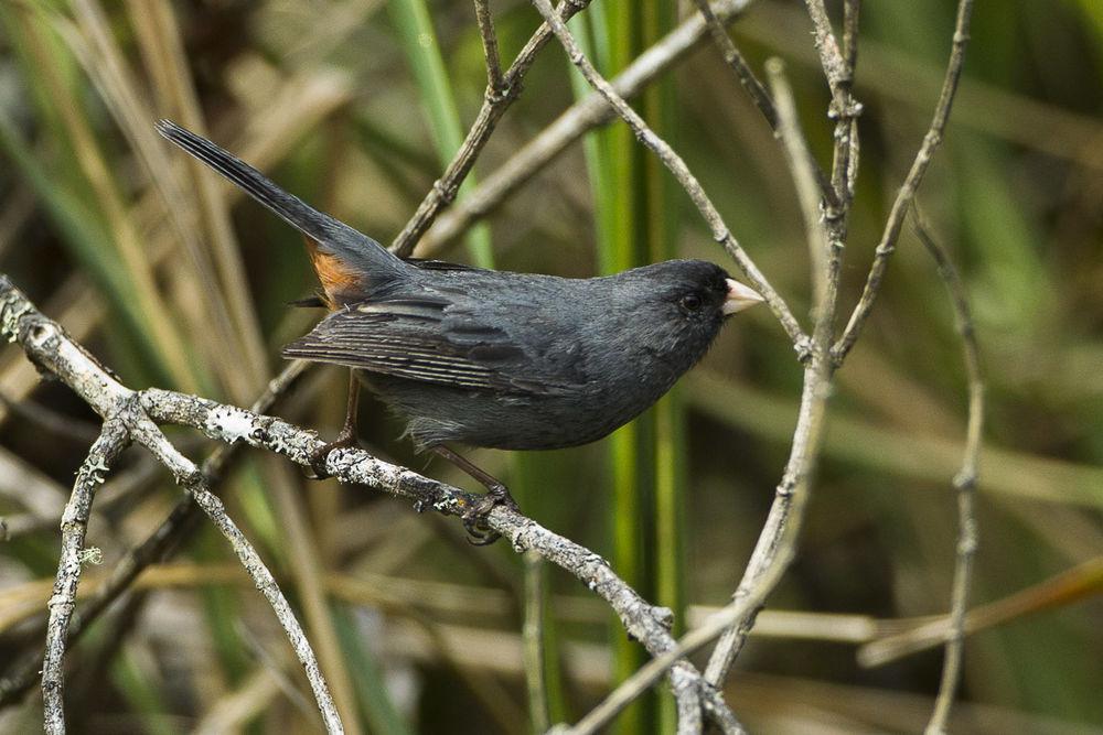 黄嘴栗臀雀 / Paramo Seedeater / Catamenia homochroa