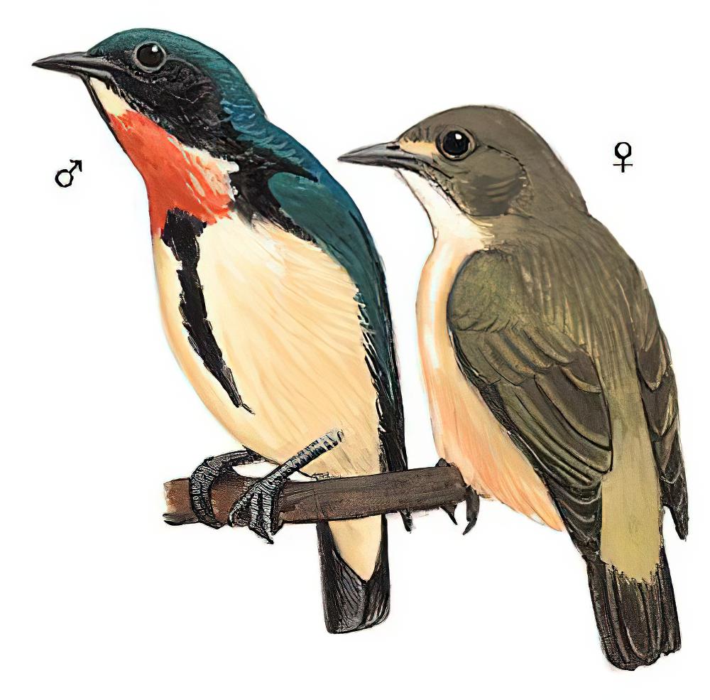 红胸啄花鸟 / Fire-breasted Flowerpecker / Dicaeum ignipectus