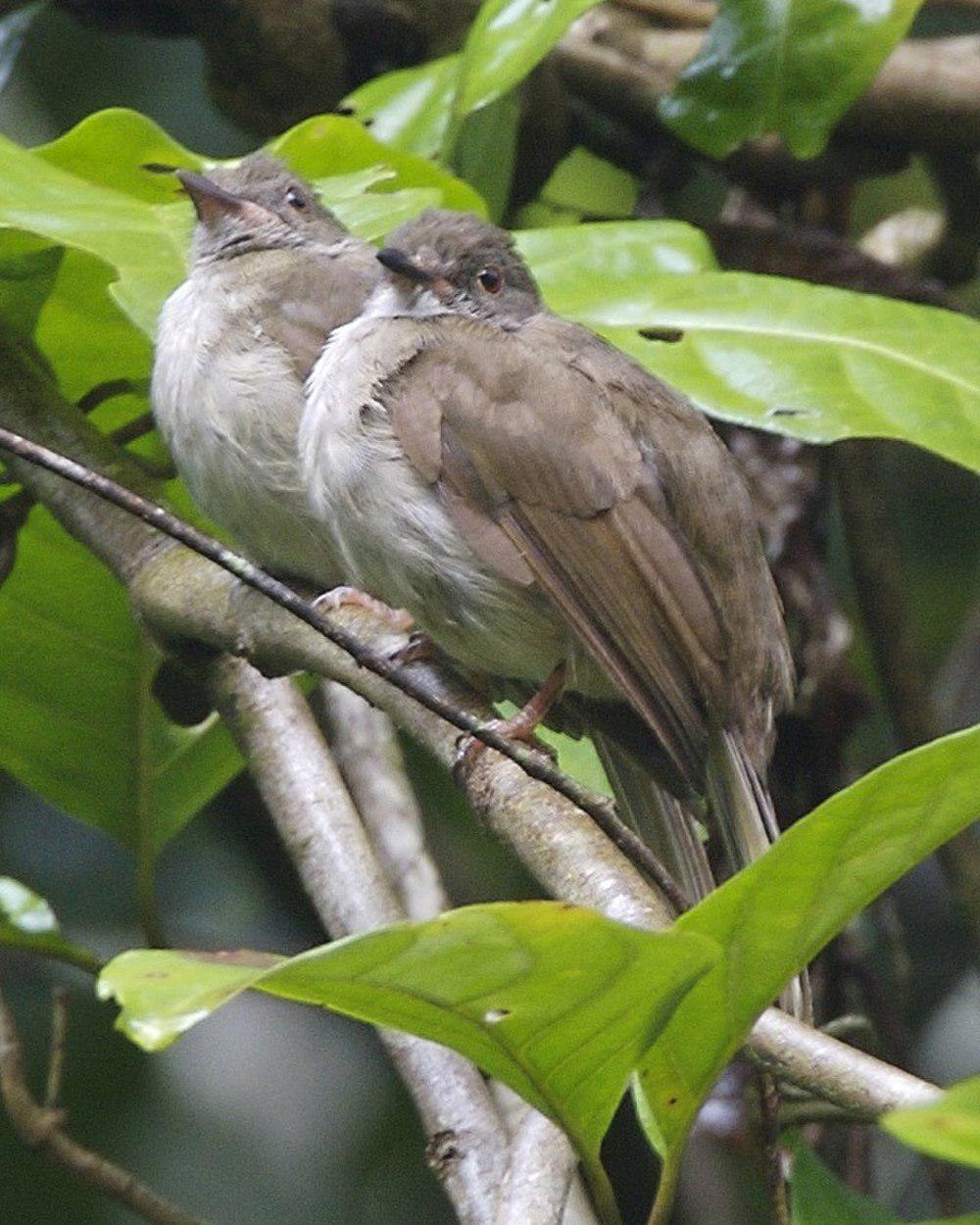 小褐鹎 / Spectacled Bulbul / Ixodia erythropthalmos