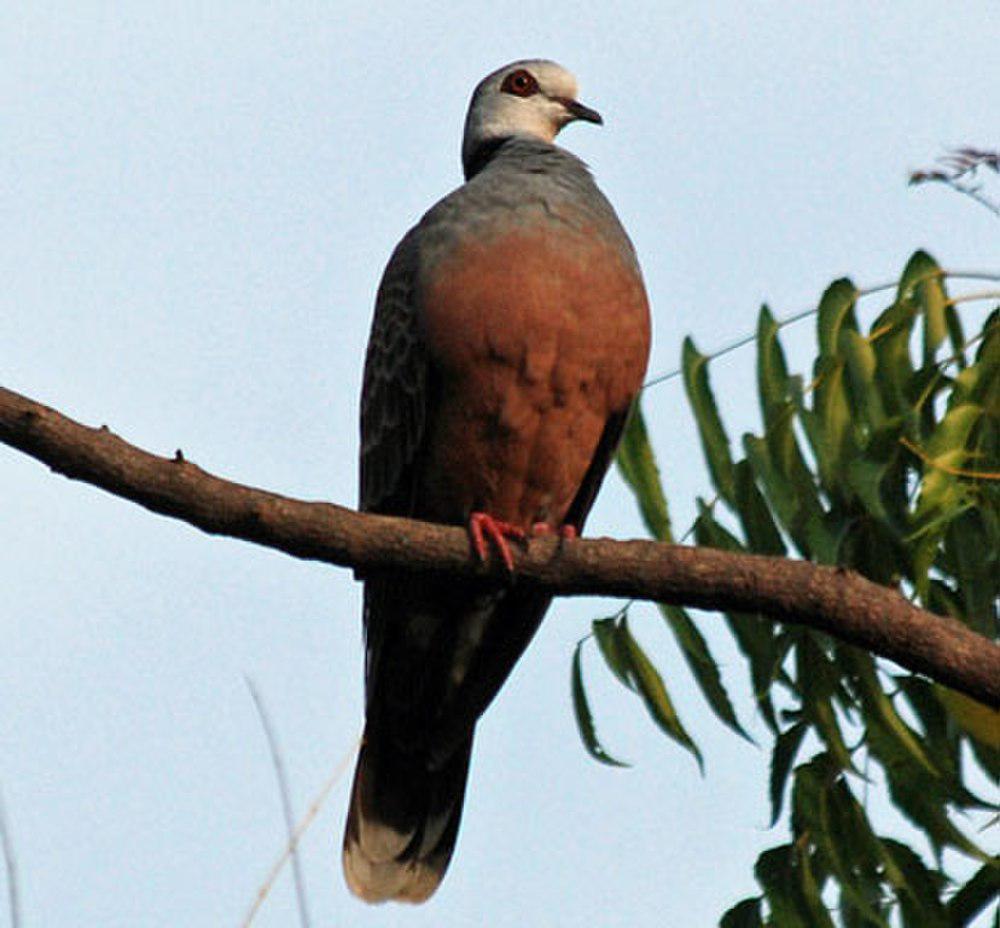 喀麦隆斑鸠 / Adamawa Turtle Dove / Streptopelia hypopyrrha