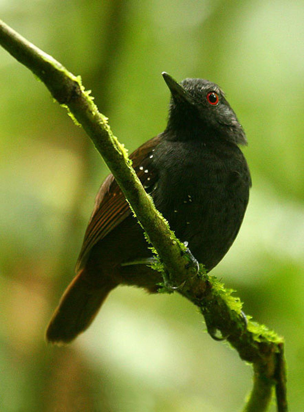 暗背蚁鸟 / Dull-mantled Antbird / Sipia laemosticta