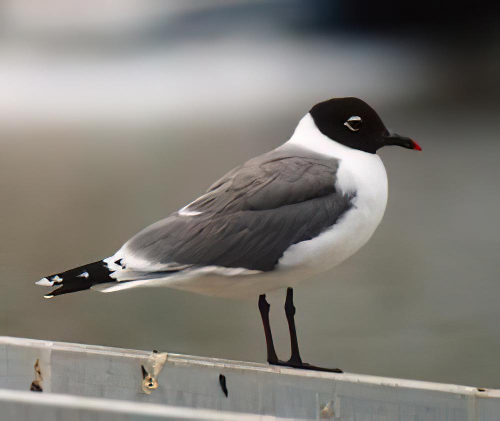 弗氏鸥 / Franklin\'s Gull / Leucophaeus pipixcan