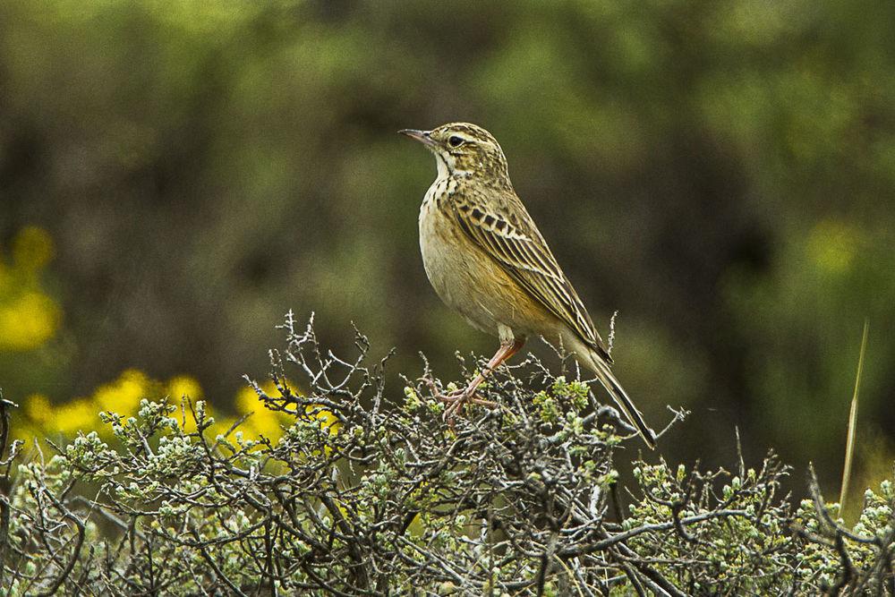 山地鹨 / Mountain Pipit / Anthus hoeschi