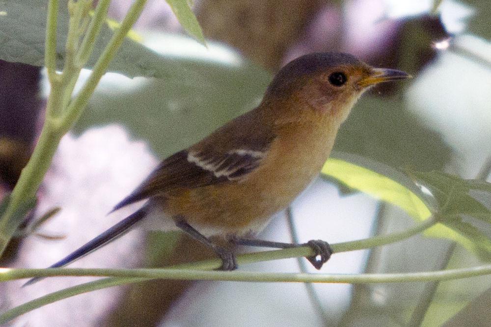 提岛王鹟 / Tinian Monarch / Monarcha takatsukasae