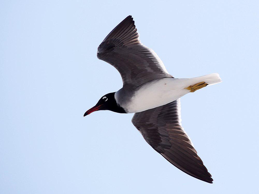 白眼鸥 / White-eyed Gull / Ichthyaetus leucophthalmus