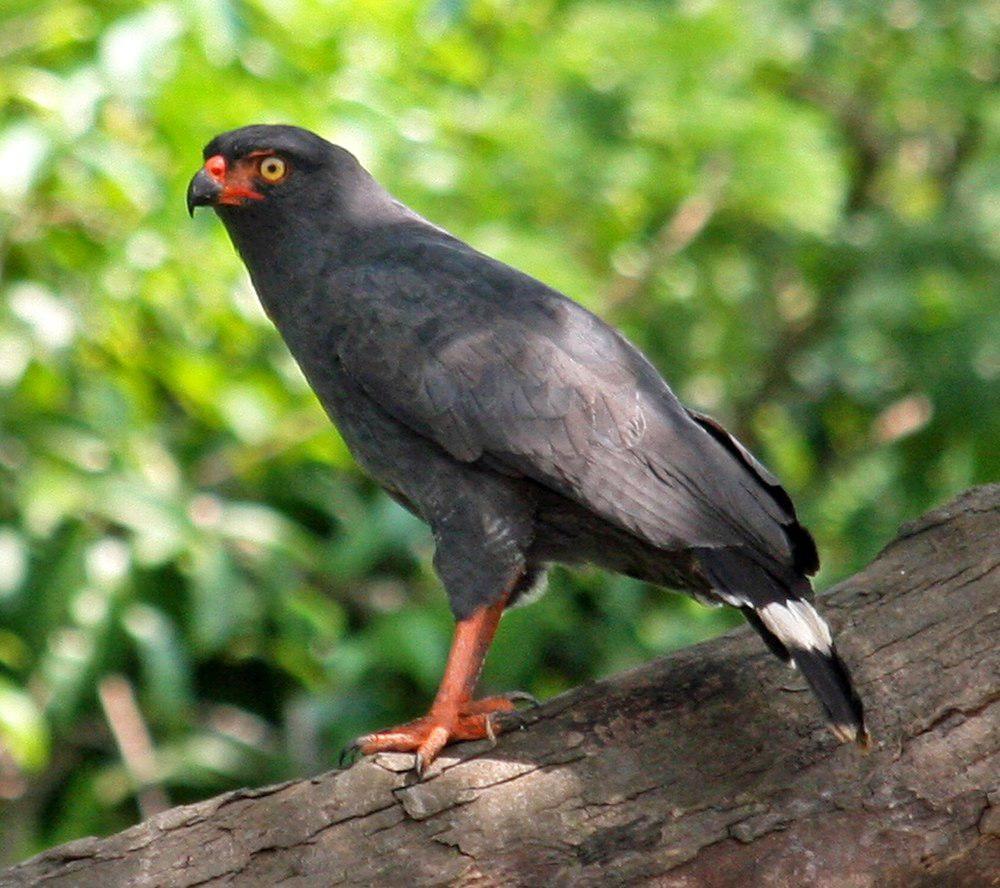 青灰南美鵟 / Slate-colored Hawk / Buteogallus schistaceus