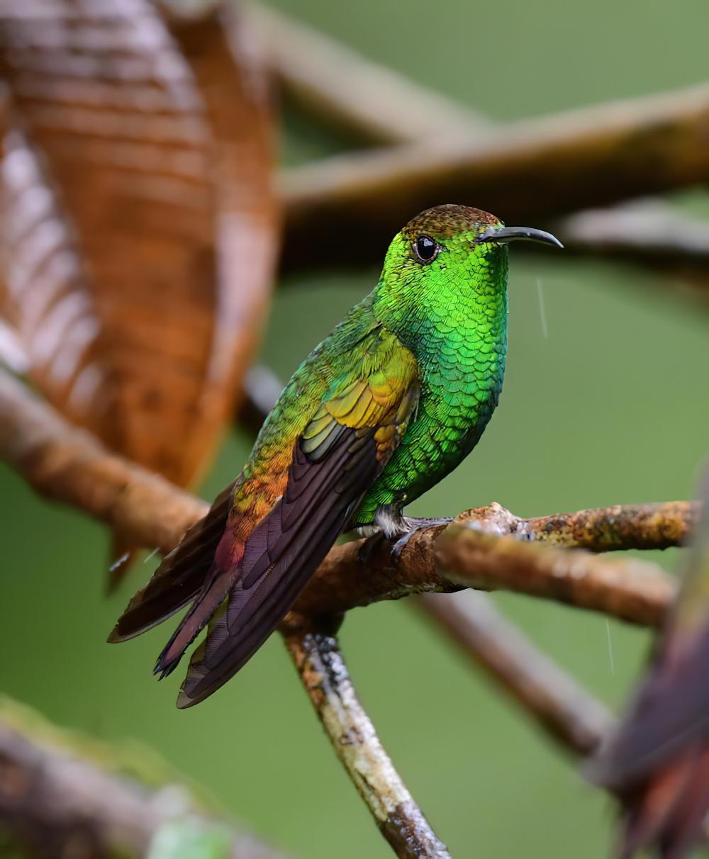 铜头丽蜂鸟 / Coppery-headed Emerald / Microchera cupreiceps