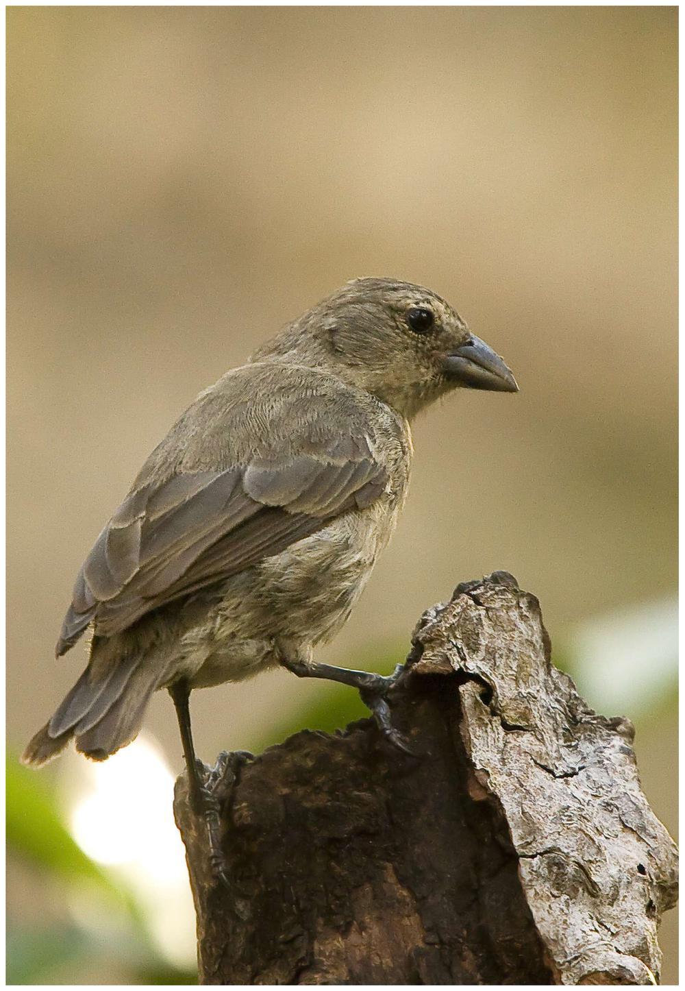 红树林树雀 / Mangrove Finch / Camarhynchus heliobates