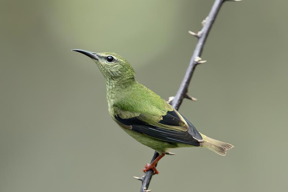 红脚旋蜜雀 / Red-legged Honeycreeper / Cyanerpes cyaneus