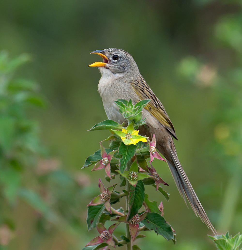 楔尾草鹀 / Wedge-tailed Grass Finch / Emberizoides herbicola