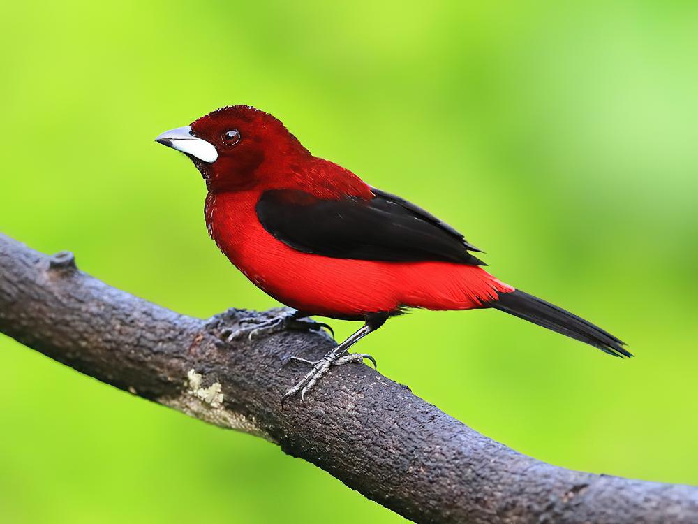 绯背厚嘴唐纳雀 / Crimson-backed Tanager / Ramphocelus dimidiatus