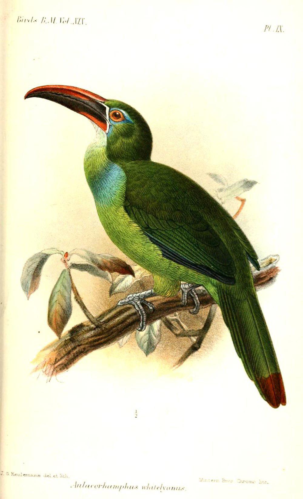 怀氏巨嘴鸟 / Tepui Toucanet / Aulacorhynchus whitelianus