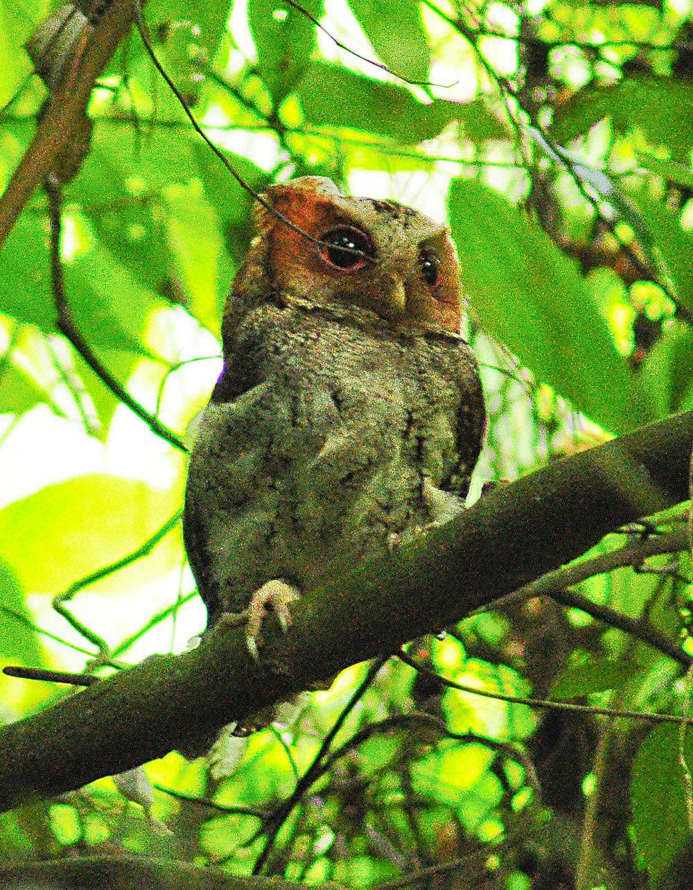 内格罗斯角鸮 / Negros Scops Owl / Otus nigrorum