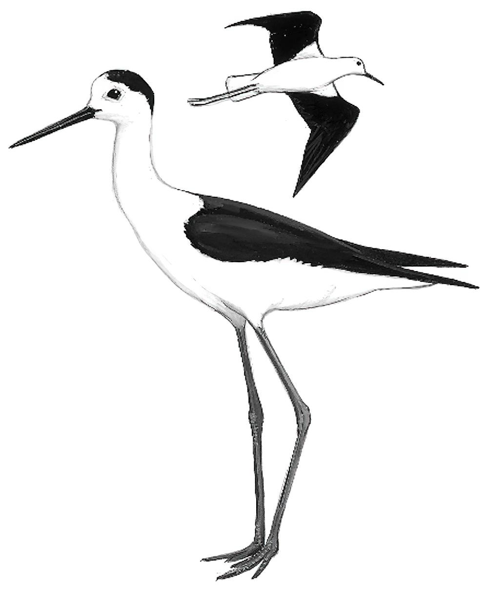 黑翅长脚鹬 / Black-winged Stilt / Himantopus himantopus