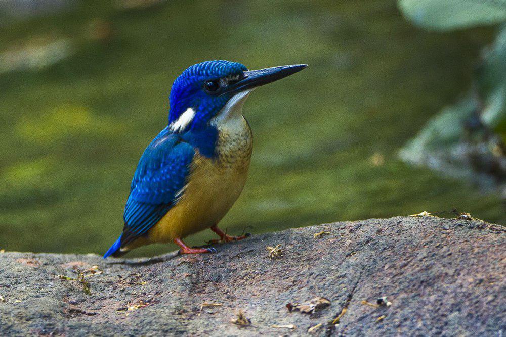 半领翠鸟 / Half-collared Kingfisher / Alcedo semitorquata