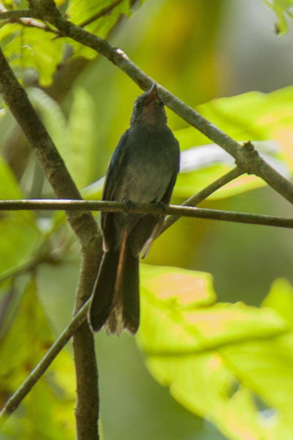 蓝扇尾鹟 / Mindanao Blue Fantail / Rhipidura superciliaris