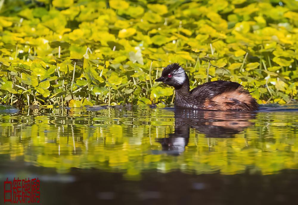 白簇䴙䴘 / White-tufted Grebe / Rollandia rolland