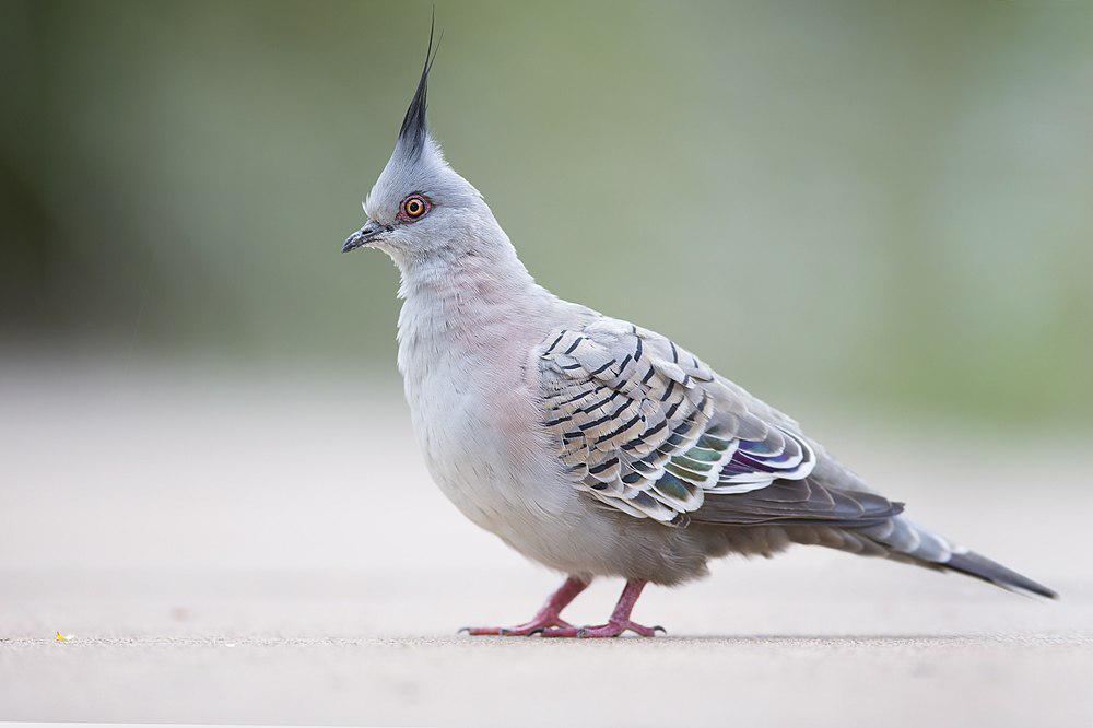 冠鸠 / Crested Pigeon / Ocyphaps lophotes