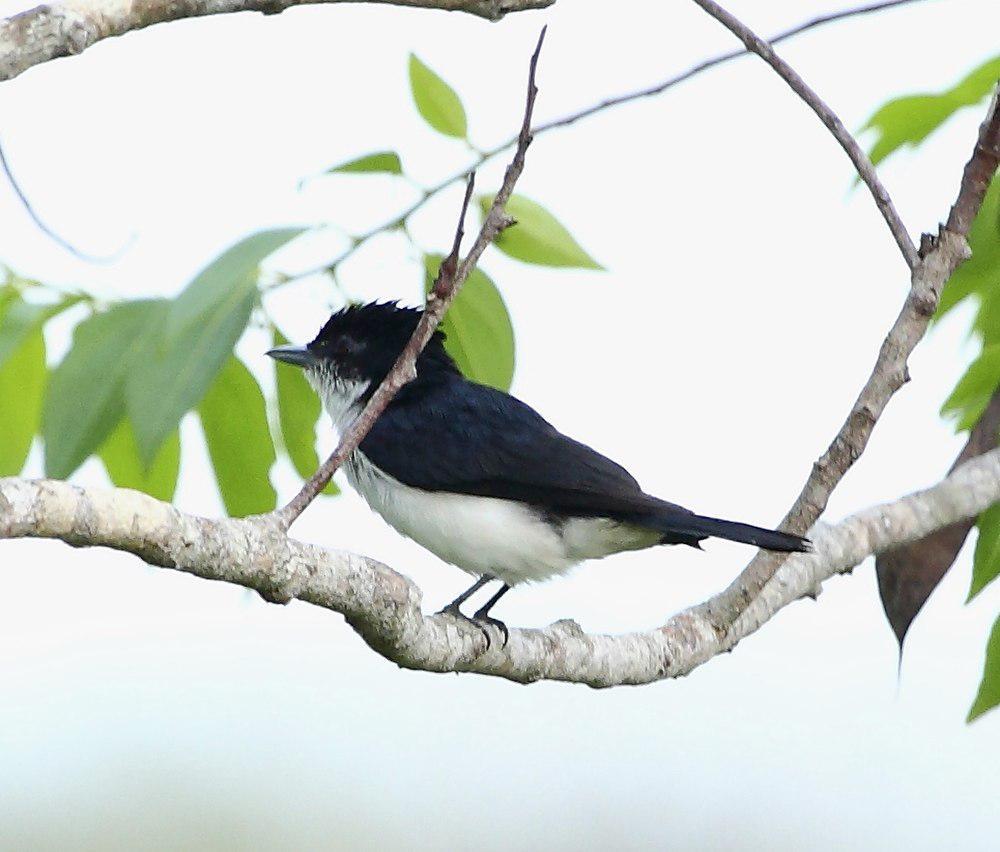 亮背厚嘴霸鹟 / Glossy-backed Becard / Pachyramphus surinamus