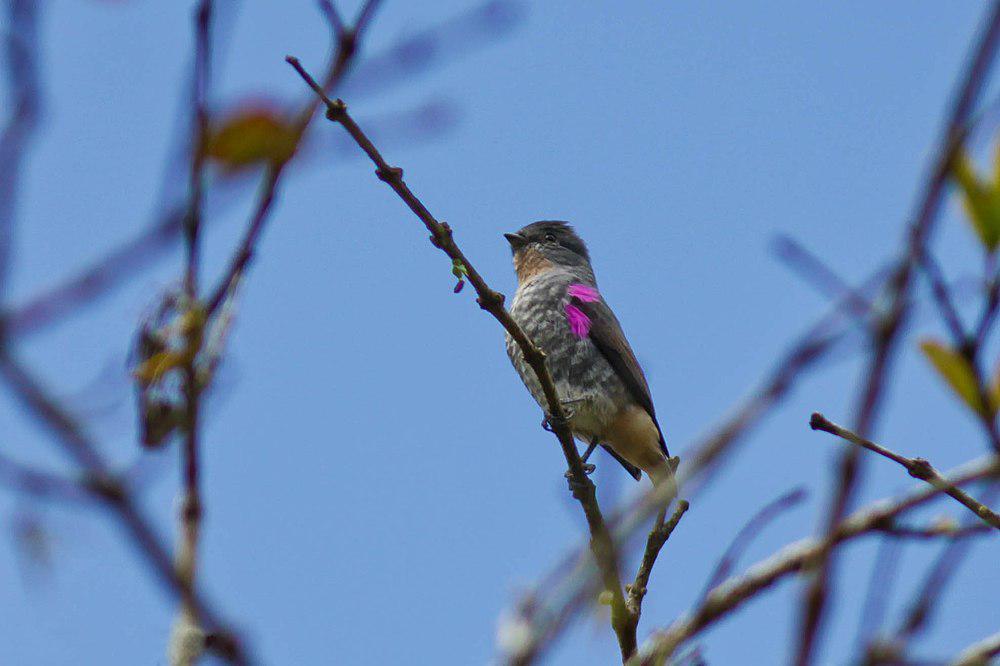 黄喉紫须伞鸟 / Buff-throated Purpletuft / Iodopleura pipra