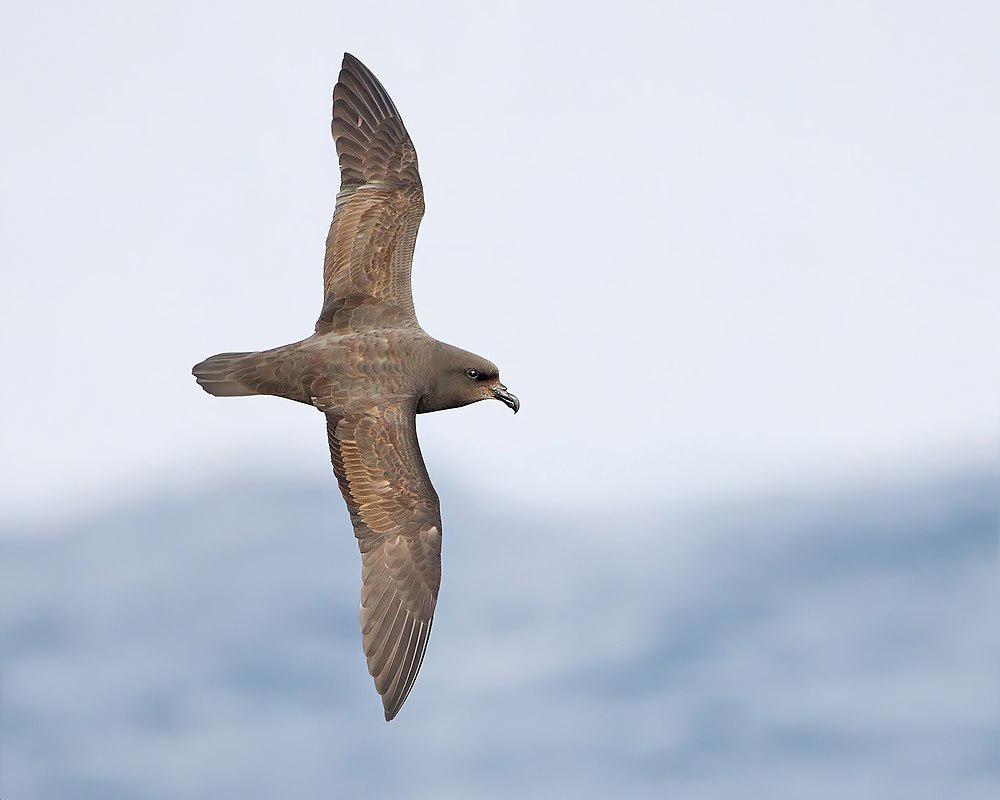 巨翅圆尾鹱 / Great-winged Petrel / Pterodroma macroptera