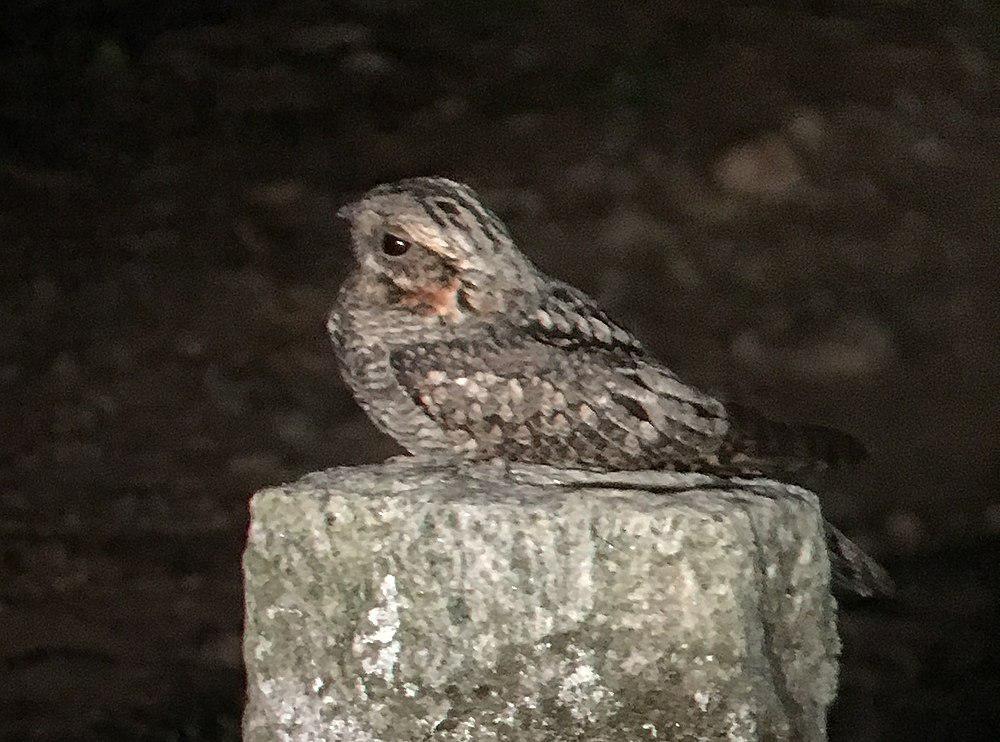 丛林夜鹰 / Jungle Nightjar / Caprimulgus indicus