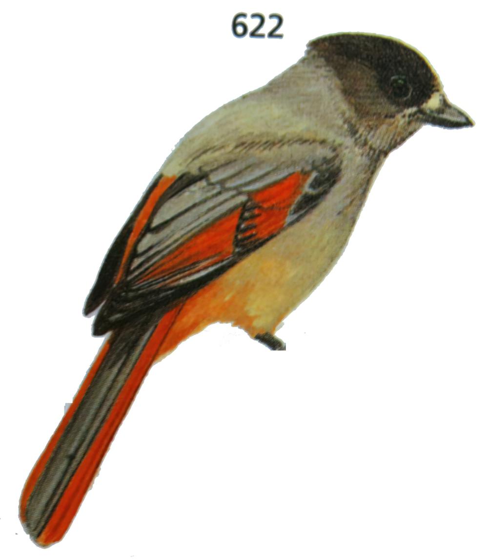 北噪鸦 / Siberian Jay / Perisoreus infaustus