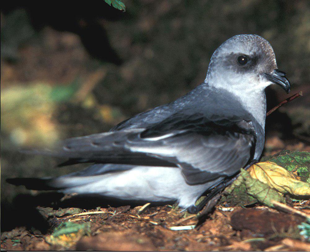 灰蓝叉尾海燕 / Fork-tailed Storm Petrel / Oceanodroma furcata