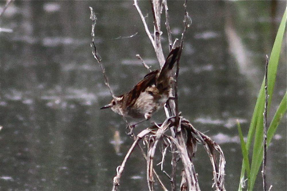 拟鹩针尾雀 / Wren-like Rushbird / Phleocryptes melanops