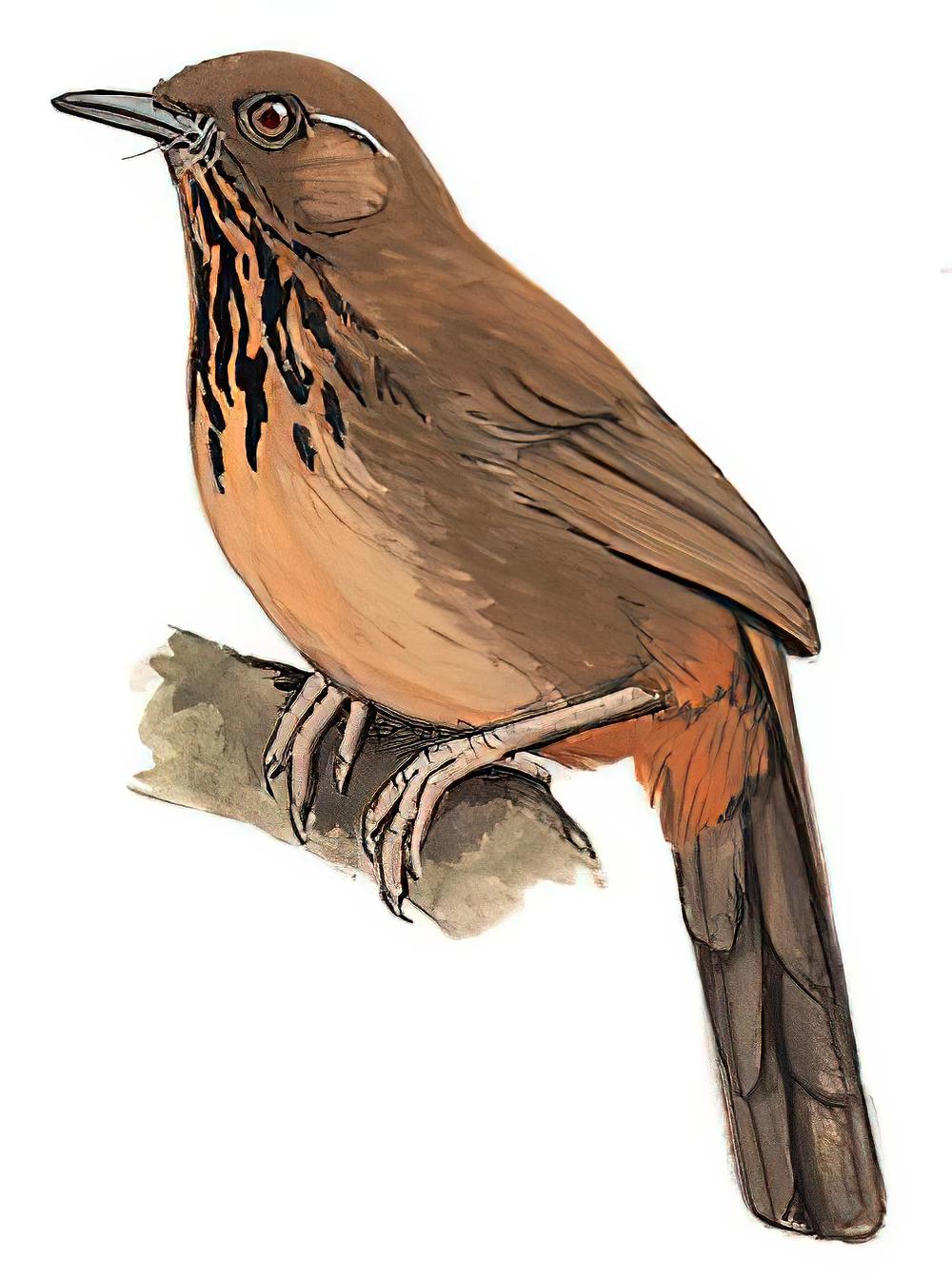 斑胸噪鹛 / Spot-breasted Laughingthrush / Garrulax merulinus