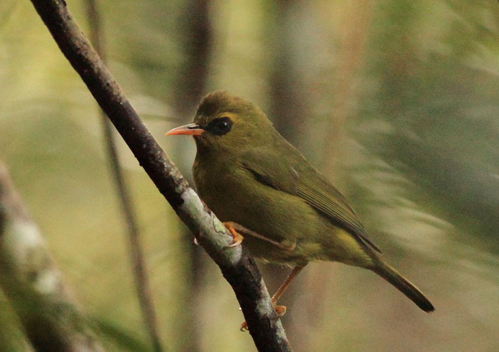 绿绣眼鸟 / Mountain Blackeye / Zosterops emiliae