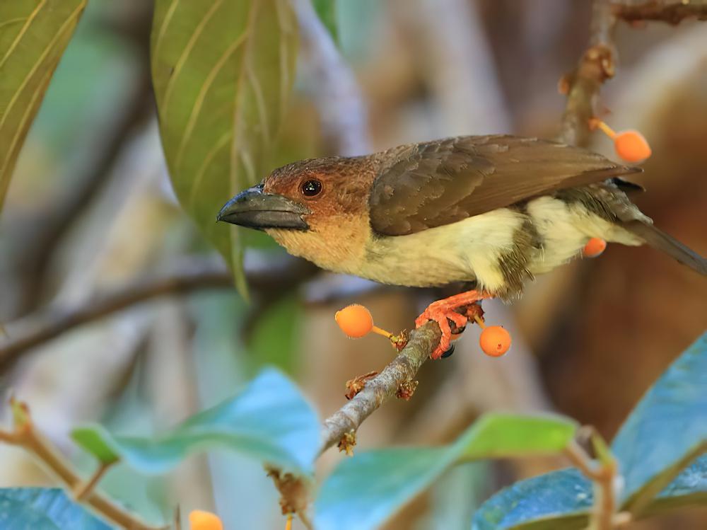 褐拟䴕 / Brown Barbet / Caloramphus fuliginosus