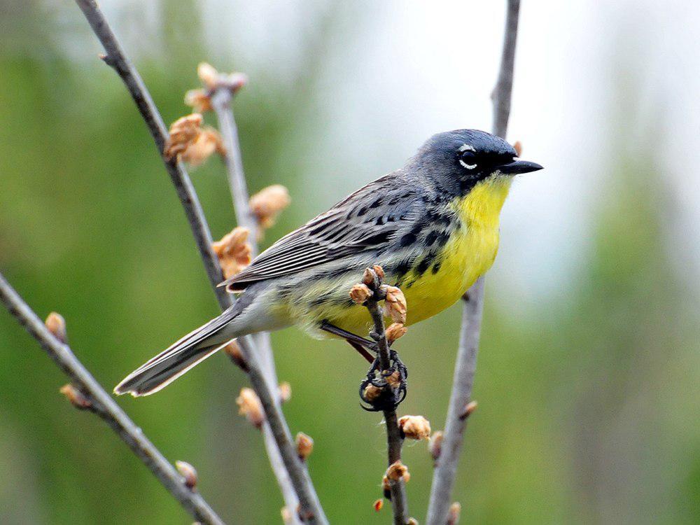 黑纹背林莺 / Kirtland\'s Warbler / Setophaga kirtlandii