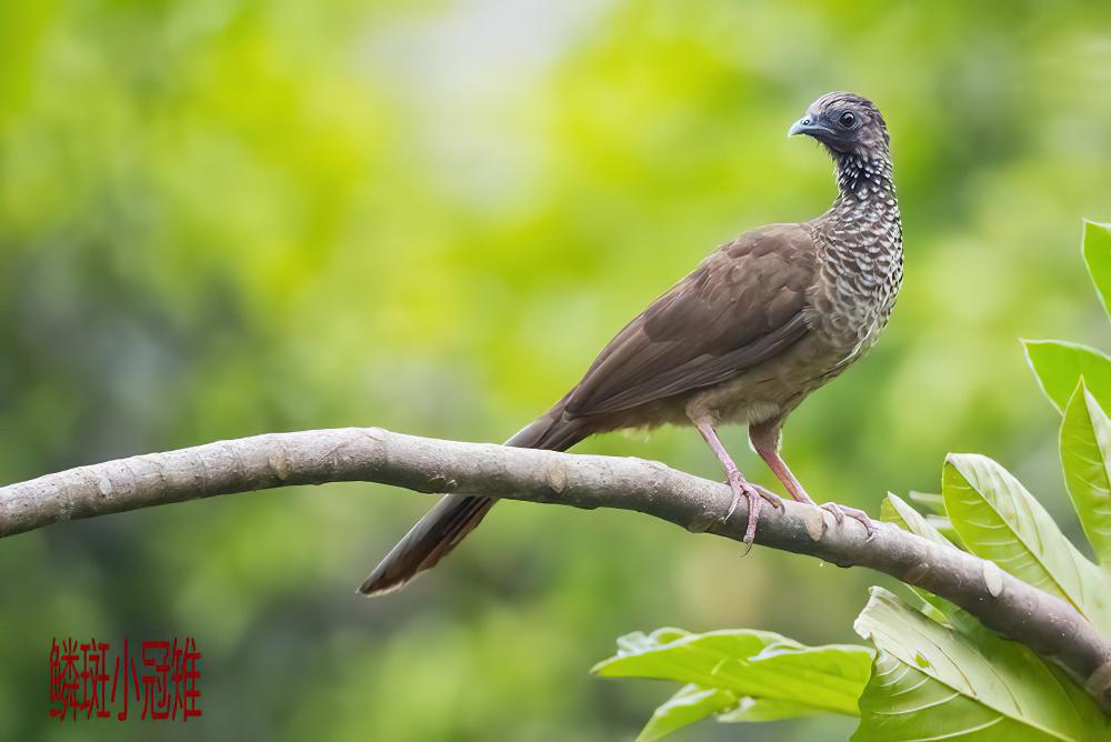 鳞斑小冠雉 / Speckled Chachalaca / Ortalis guttata