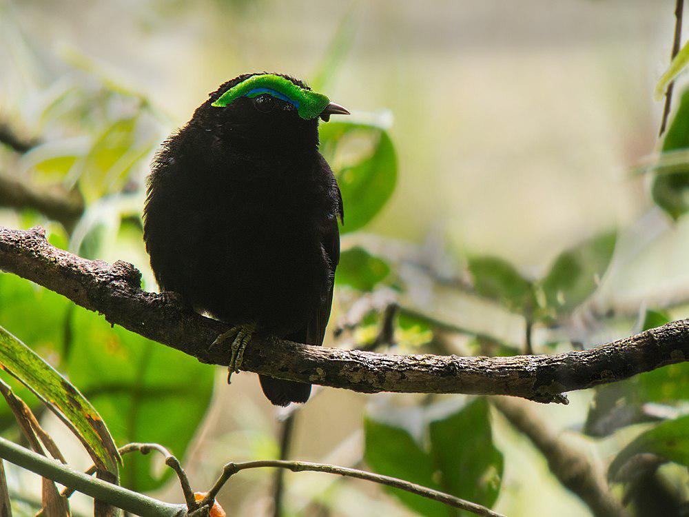 紫黑裸眉鸫 / Velvet Asity / Philepitta castanea