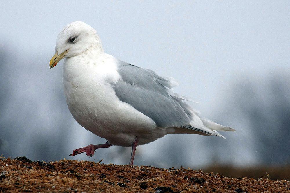 冰岛鸥 / Iceland Gull / Larus glaucoides