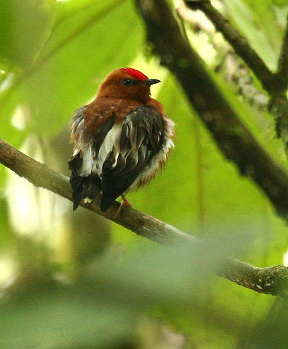 梅花翅娇鹟 / Club-winged Manakin / Machaeropterus deliciosus