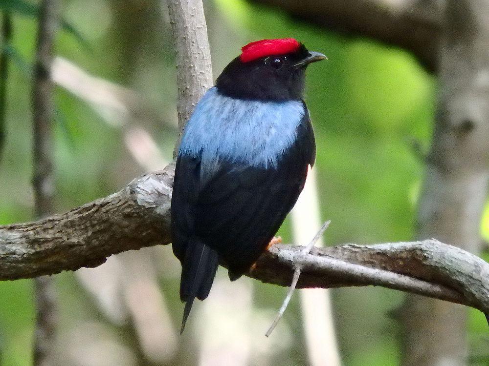 尖尾娇鹟 / Lance-tailed Manakin / Chiroxiphia lanceolata