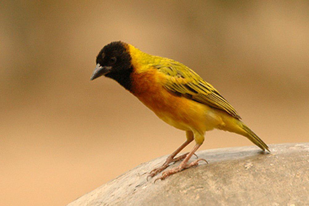 黑头黄背织雀 / Black-headed Weaver / Ploceus melanocephalus